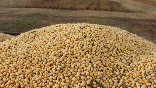 Abiove mantém previsão de produção de soja no Brasil